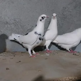 kepderi kepderi