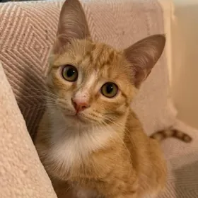 Котенок