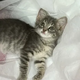 котенок-девочка