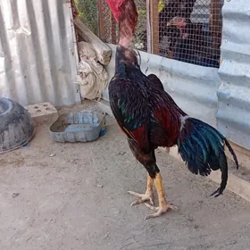 horaz