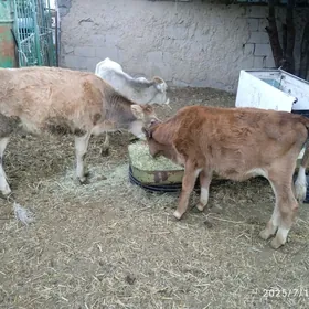 okuzje,tuwe