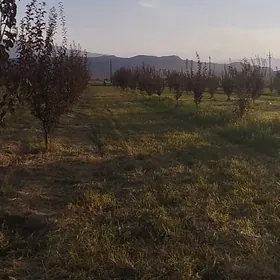 Ekin ÿer