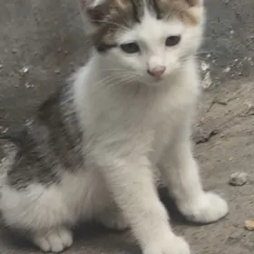 PISIJEK