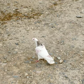 Satlyk kepderi