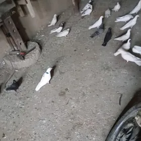 kepderi