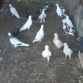 Kepderi
