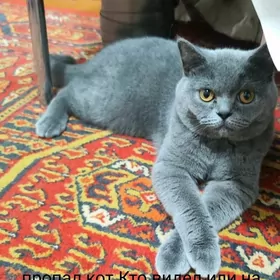 кот