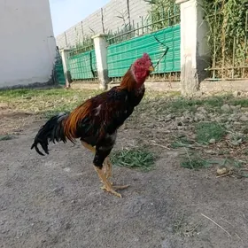 Taskent horaz