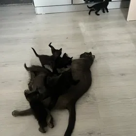 8 черных котят