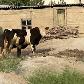 ARASSA SIMENTAL KELEK
