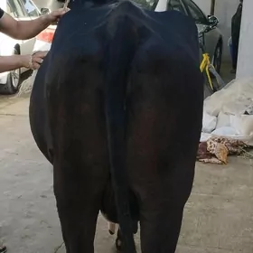 sygyr tuwe okuz