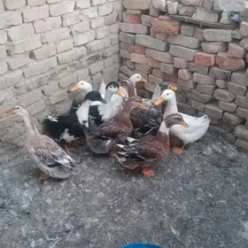 Ordek