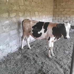 Galisdeyin okuzce