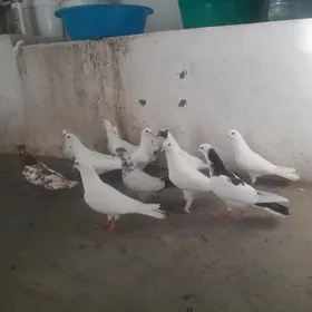 kepderi