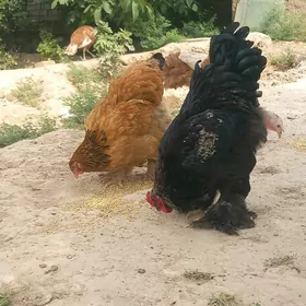 brama horaz