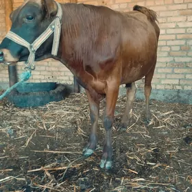 окуз