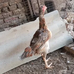 Towuk baysow