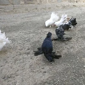 kepderi