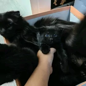 котята вислоушки