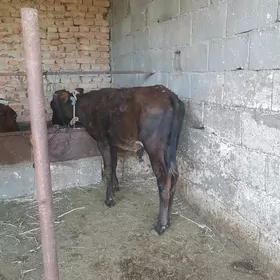 okuzce