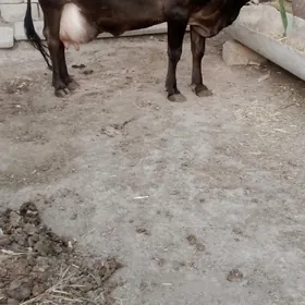 goleli sygyr