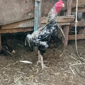 Taşkent