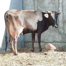 GÖLELİ SYGYR