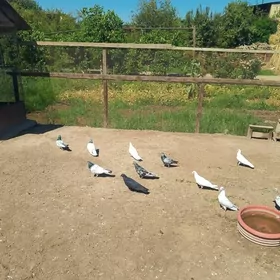 kepderi