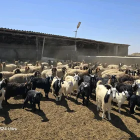 goyun geçi,mallar