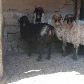 ÖWEÇ İŞŞEK TOKLY