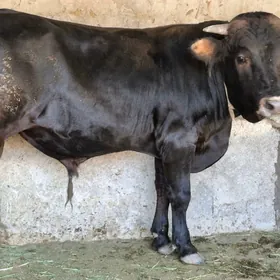 ökùz