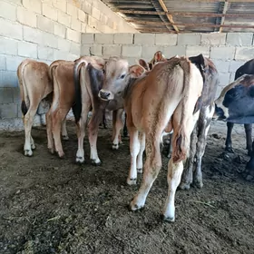 okuzçe
