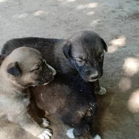 Awçarka güjik