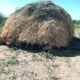 haşal ot