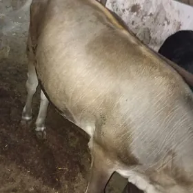 tüwe