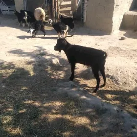 1geçy 8 çewyş