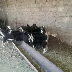 cebiş