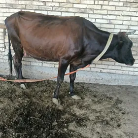 goleli sygyr