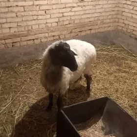 кочкар