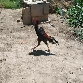 Bayso horaz
