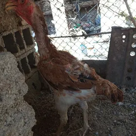 Taşkent maki
