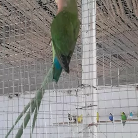 popugaỳ