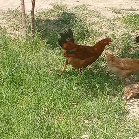 horaz