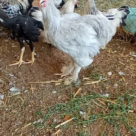 lawanda horaz