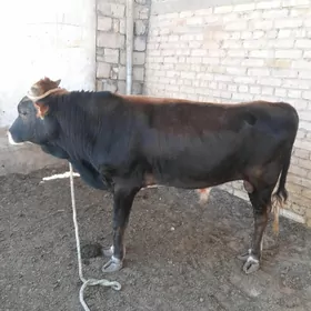 Öküz