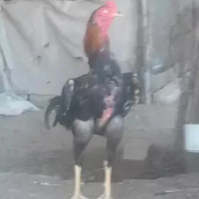 baysow horaz