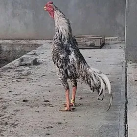O şamo