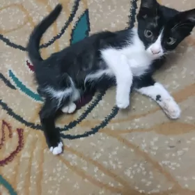 котенок
