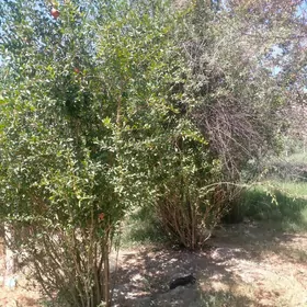Turkmenabat satılık daça