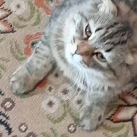 Для вяски ищим котика